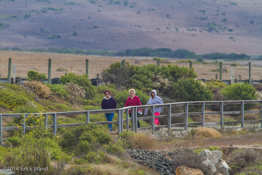 Elephant Seals at Rookery  - Image Name: PiedrasBlancas_9621