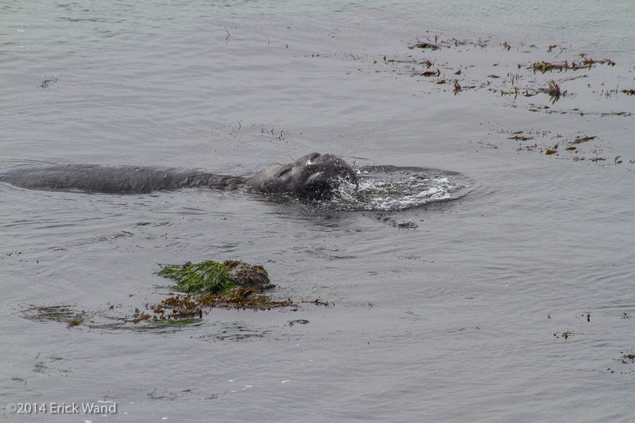 Elephant Seals at Rookery  - Image Name: PiedrasBlancas_9623