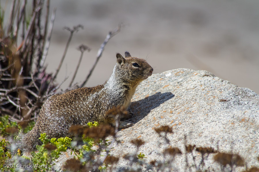 Elephant Seals at Rookery  - Image Name: PiedrasBlancas_9626